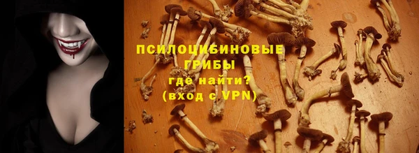сатива Беломорск
